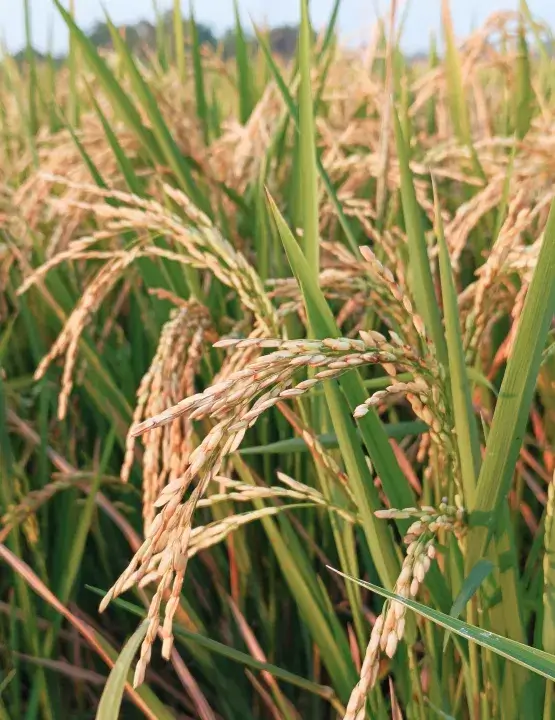 農薬・肥料は完全不使用